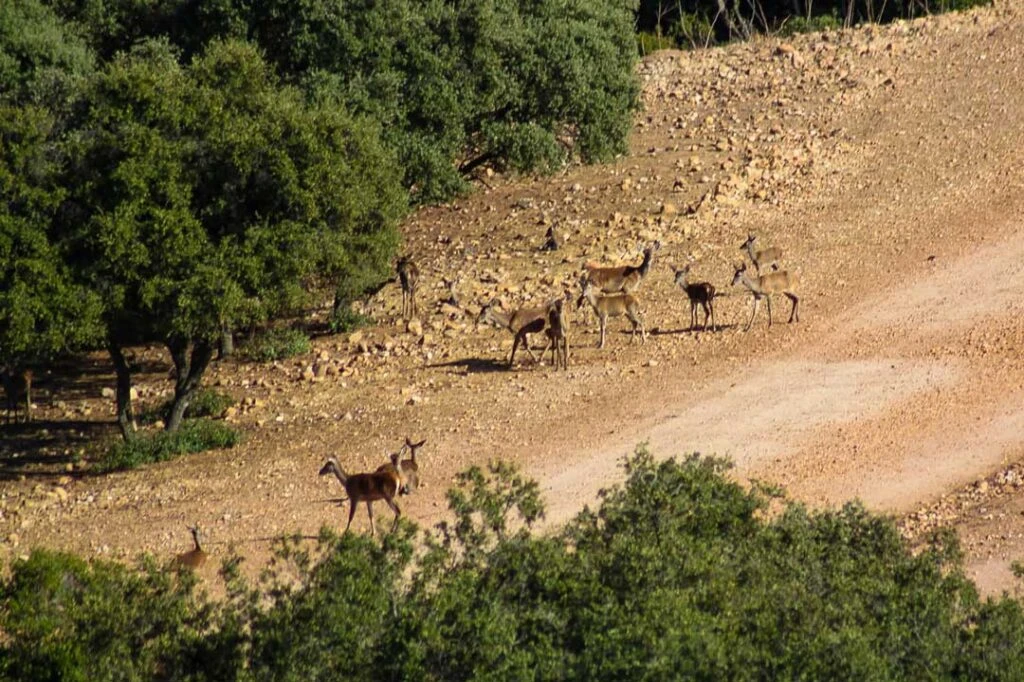 La Berrea ¿Dónde ver la Berrea?